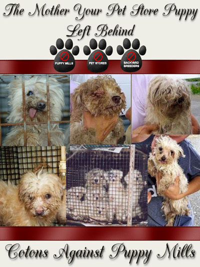 Cotons Against Puppy Mills