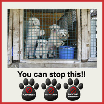 Puppy Mills