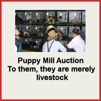 Puppy Mills