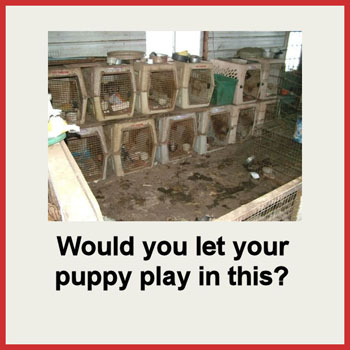 Puppy Mills