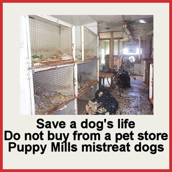 Puppy Mills