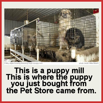 Puppy Mills