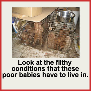 Puppy Mills